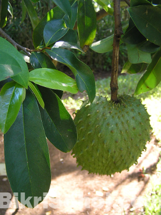 কোরোসল গাছের কলম চারা গাছ